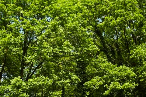 Broadleaf forest - tree crowns at the forest edge Stock Photos