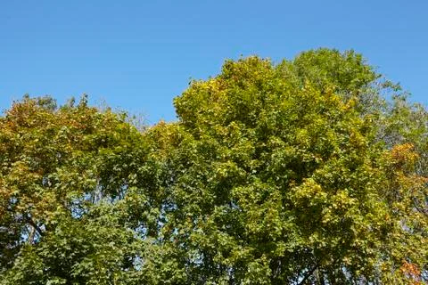 Broadleaf forest - tree crowns at the forest edge Stock Photos