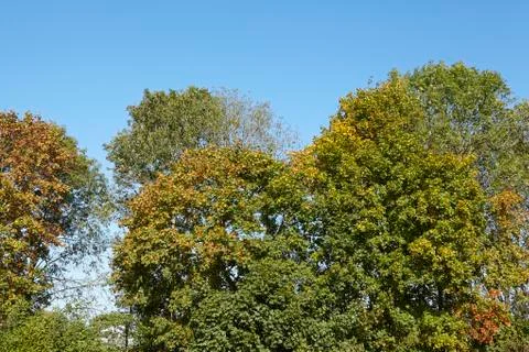 Broadleaf forest - tree crowns at the forest edge Stock Photos