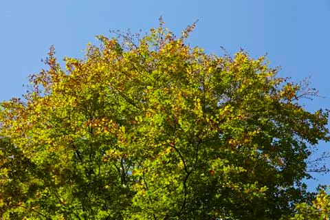 Broadleaf forest - tree crowns at the forest edge Stock Photos