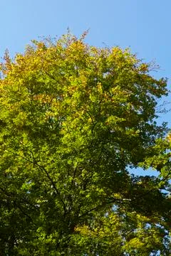 Broadleaf forest - tree crowns at the forest edge Stock Photos