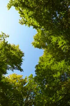 Broadleaf forest - tree crowns at a forest glade Stock Photos