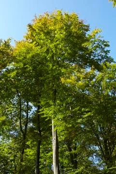 Broadleaf forest - tree crowns at the forest edge Stock Photos