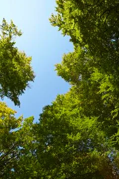 Broadleaf forest - tree crowns at a forest glade Stock Photos