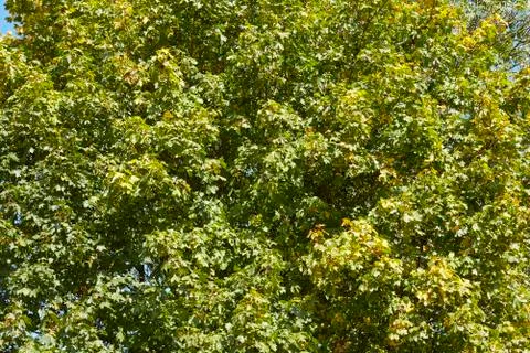 Broadleaf forest - tree leaves at the forest edge Stock Photos