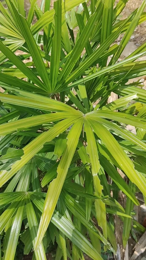 Broadleaf lady palm Stock-Footage 290992315