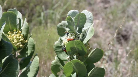 Broadleaf Milkweed with Tarantula Hawk Wasps 05 Stock Footage 53423101