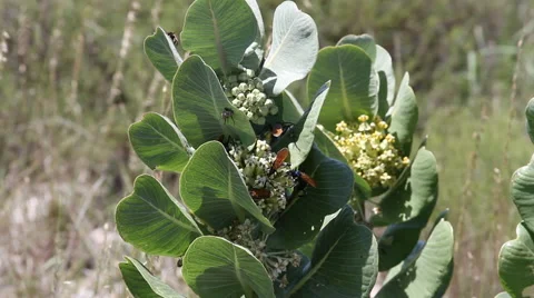 Broadleaf Milkweed with Tarantula Hawk Wasps 06 Stock Footage 53423147