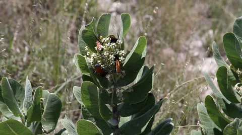 Broadleaf Milkweed with Tarantula Hawk Wasps 04 Video stock 53423231