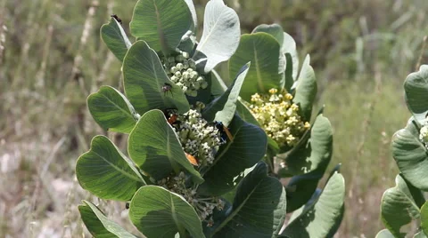 Broadleaf Milkweed with Tarantula Hawk Wasps 04 Stock Footage 53423283