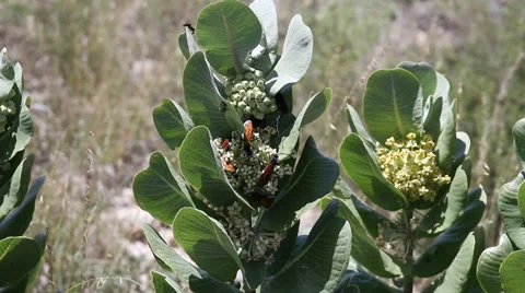 Broadleaf Milkweed with Tarantula Hawk Wasps 03 Stock Footage 53423323