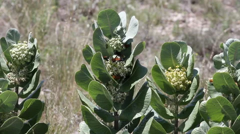 Broadleaf Milkweed with Tarantula Hawk Wasps 02 Stock Footage 53423386