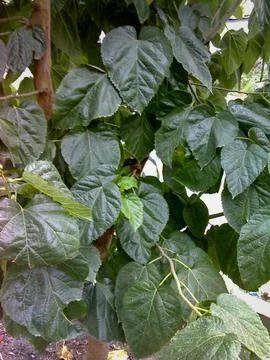 Broadleaf plant Stock Photos
