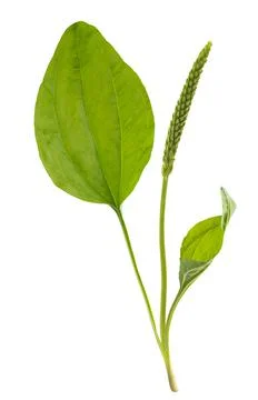 Broadleaf plantain Stock Photos