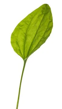 Broadleaf plantain Stock Photos