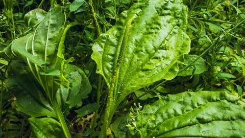 Broadleaf Plantain with Seed Spike Stock Photos