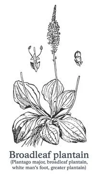 Broadleaf plantain. Vector hand drawn plant. Vintage medicinal plant sketch. Stock Illustration
