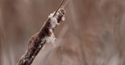 Broadleaf stick, close, 4K slomo Stock Footage 166211672