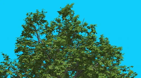 Broadleaf Top of Tree is Swaying at Strong Wind Green Tree Leaves Are Stock Footage 57435242