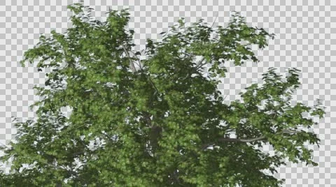 Broadleaf Top of the Tree is Swaying at The Wind Green Tree Leaves Are Stock Footage 57406431