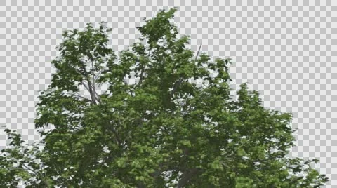 Broadleaf Top of Tree is Swaying at The Wind Green Tree Leaves Are Fluttering Stock Footage 57425027