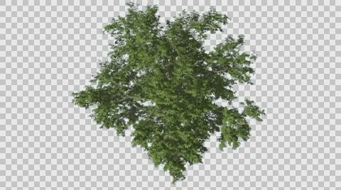 Broadleaf Tree Crown Top Down is Swaying at The Wind Green Tree Leaves Are Stock Footage 57478589