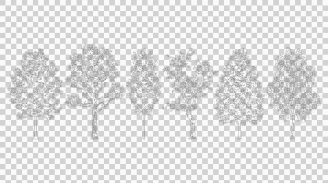 Broadleaf tree illustration elevation view cutout on transparent Stock Illustration