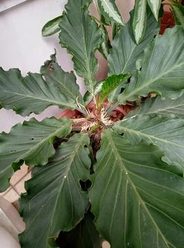 Broadleaf tree Fotos de archivo