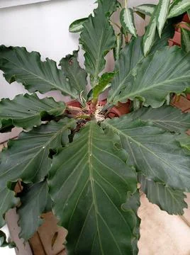 Broadleaf tree Fotos de archivo