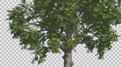 Broadleaf Tree is Swaying at The Wind Green Tree Leaves Are Fluttering Crown in Stock Footage 57407685