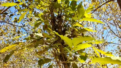 Broadleaf Tree in Tropical Forest Stock Footage 340018900