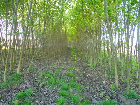 Broadleaf trees forming a passage through young dense forest Stock Photos