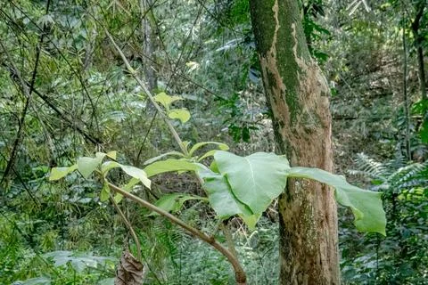 Broadleaf tropical sapling beside a textured natural trunk Stock Photos