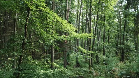 Broadleaf_tree Stock Footage 94484804