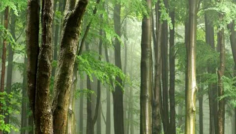 Broadleaved tree in a foreground of forest with decent light and fog Stock Photos