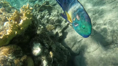 Broadtail Wrasse Video - Up Close Stock Footage 232952183