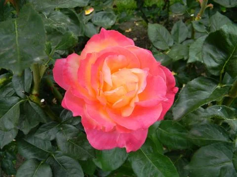 Broadway Rose Stock Photos