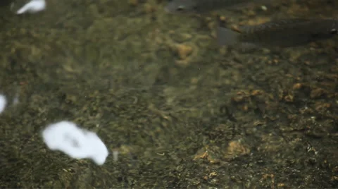 Brocaded Carp, Koi Fish Feeding in a Pond, Nishikigoi, Ornamental Varieties Stock Footage 8625832
