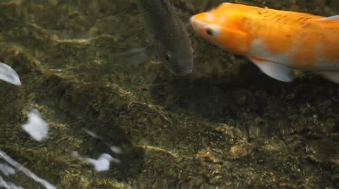 Brocaded Carp, Koi Fish Feeding in a Pond, Nishikigoi, Ornamental Varieties Stock Footage 8637204
