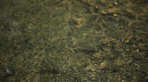 Brocaded Carp, Koi Fish Feeding in a Pond, Nishikigoi, Ornamental Varieties Видео 8638211