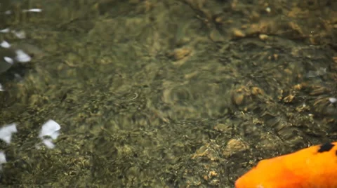 Brocaded Carp, Koi Fish Feeding in a Pond, Nishikigoi, Ornamental Varieties Vídeo Stock 8641003