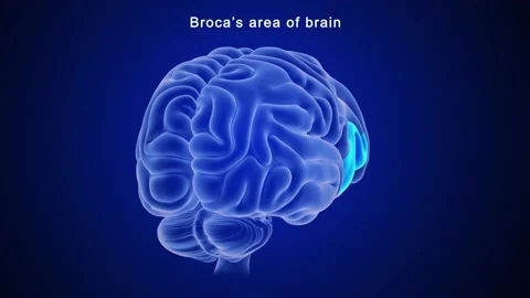 Brocas area of brain  스톡 동영상 162819598