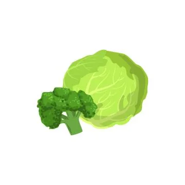Broccoli And Cabbage Bright Color Isolated Illustration Stock Illustration