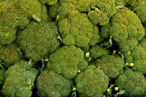 Broccoli Background Stock Photos
