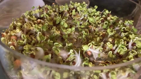 Broccoli beansprouting timelapse Stock Footage 220468292