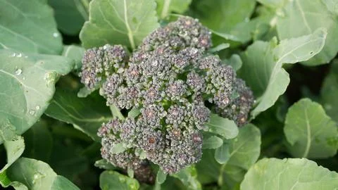 Broccoli bio vegetable leaf green Brassica oleracea italica crop farmer farming Stock Photos
