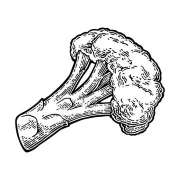 Broccoli. Broccoli Isolated on white background. Illustration