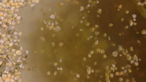 Broccoli buds on the surface and bottom of the water Stock Footage 148336445