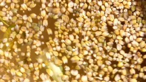 Broccoli buds on the surface of the water Stock Footage 148329010