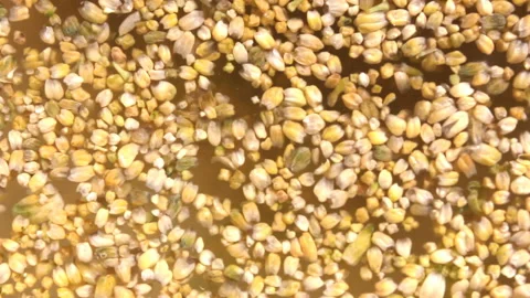Broccoli buds on the surface of the water Stock Footage 148329721